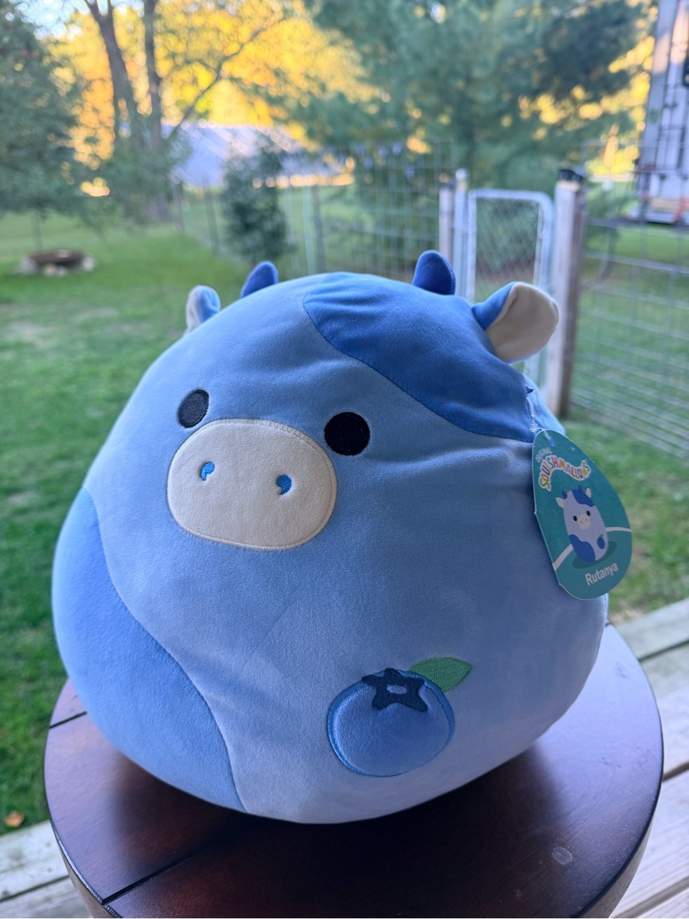 12-inch Rutanya the Blueberry Cow Squishmallow! NWT